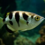 archerfish The Fish That Never Forgets a Face