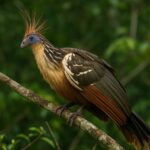 the hoatzin avian bird in the amazon rainforest