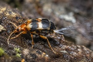 Bombardier Beetles: The Tiny Insect That Shoots Boiling Chemicals at Its Enemies