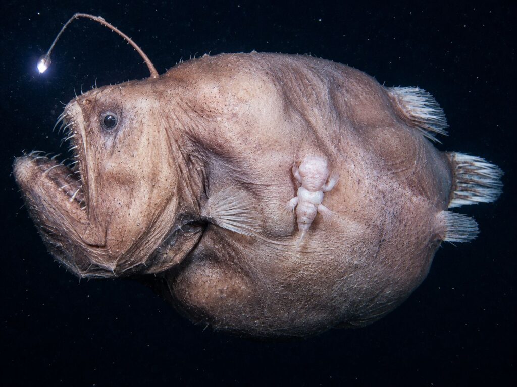 anglerfish facts. anglerfish male female