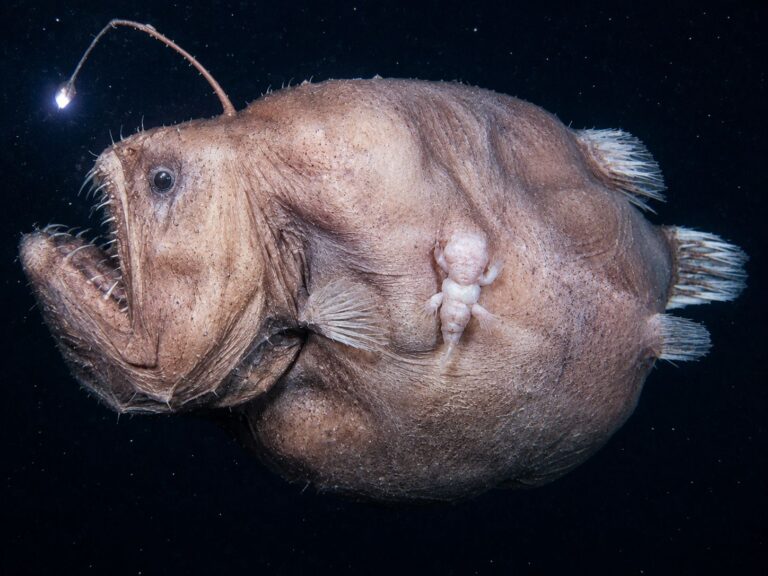 anglerfish facts. anglerfish male female