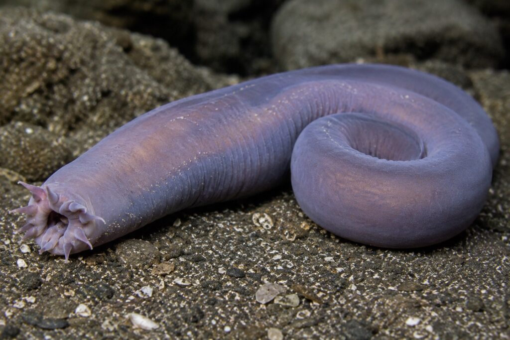 Meet the Hagfish: The Most Disgusting (and Oddly Impressive) Creature in the Ocean