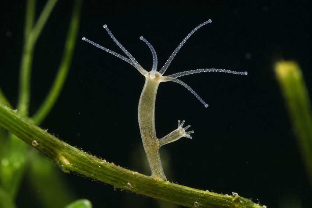 Meet the Real Hydra: The Tiny, Immortal Freshwater Creature
