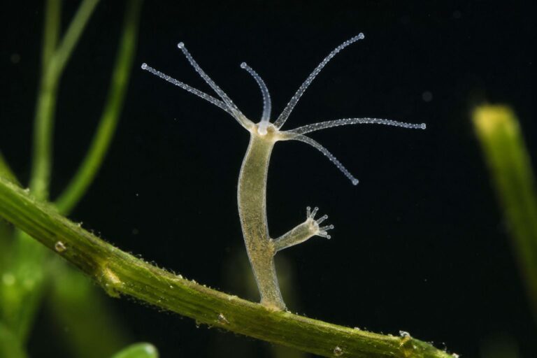 Meet the Real Hydra: The Tiny, Immortal Freshwater Creature