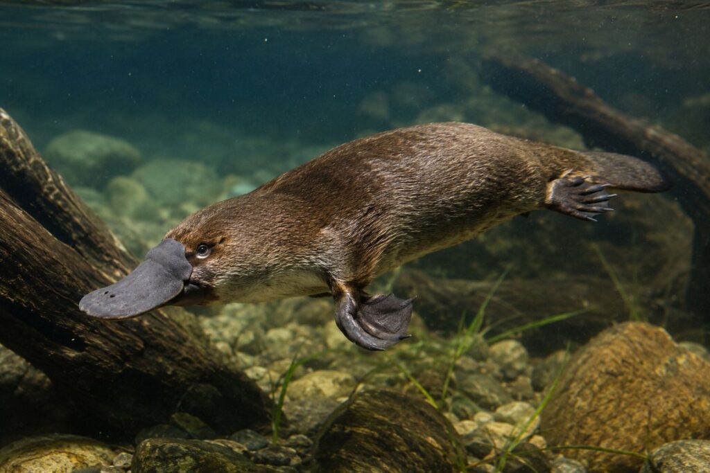 platypus facts