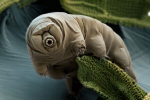 Tardigrades: The Tiny Animal That Has Survived Everything Earth Has Thrown at It